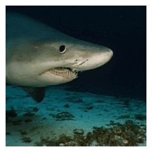 Sandra et le requin inconnu